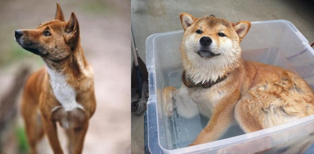 Shiba Inu vs New Guinea Singing Dog - Breed Comparison