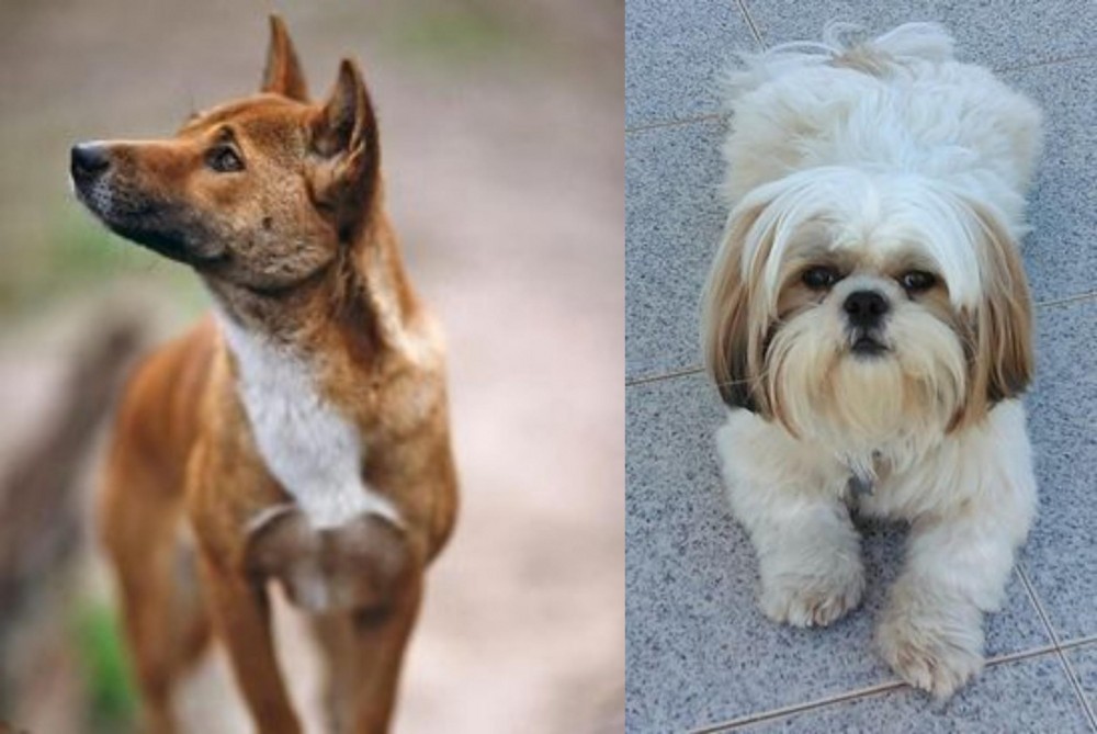 Shih Tzu vs New Guinea Singing Dog - Breed Comparison