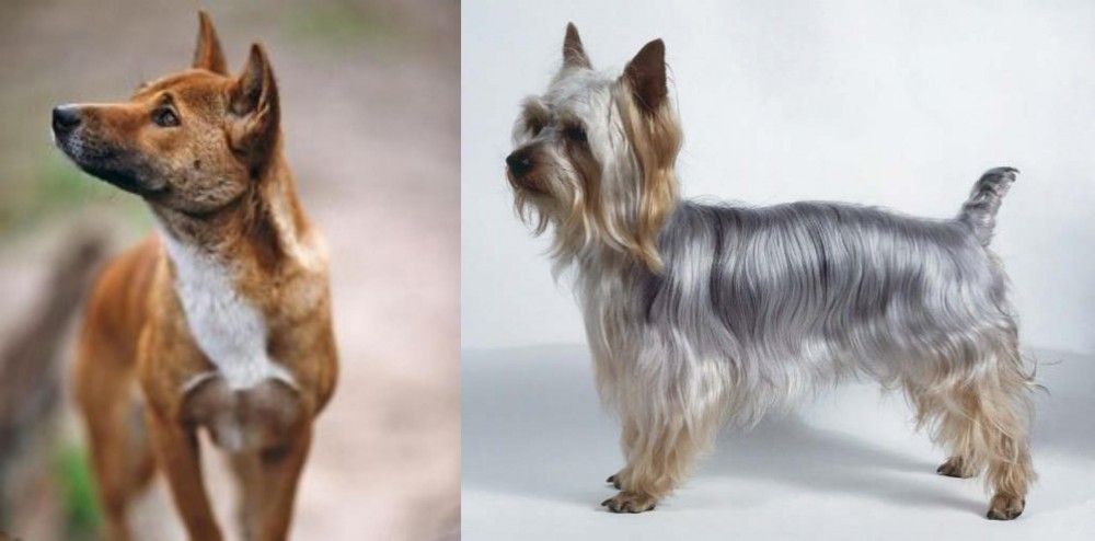 Silky Terrier vs New Guinea Singing Dog - Breed Comparison