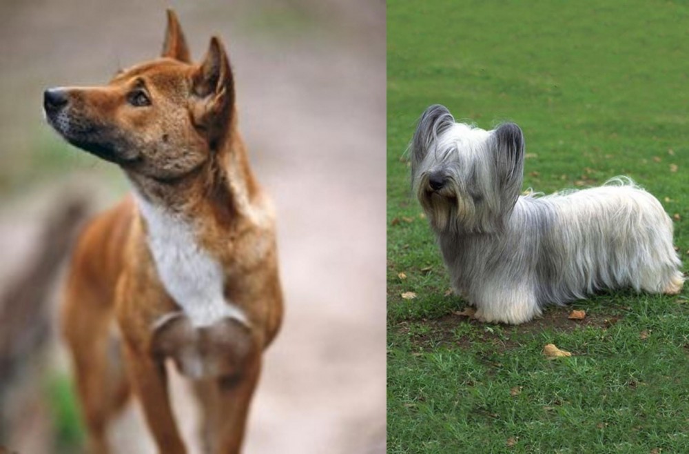 Skye Terrier vs New Guinea Singing Dog - Breed Comparison