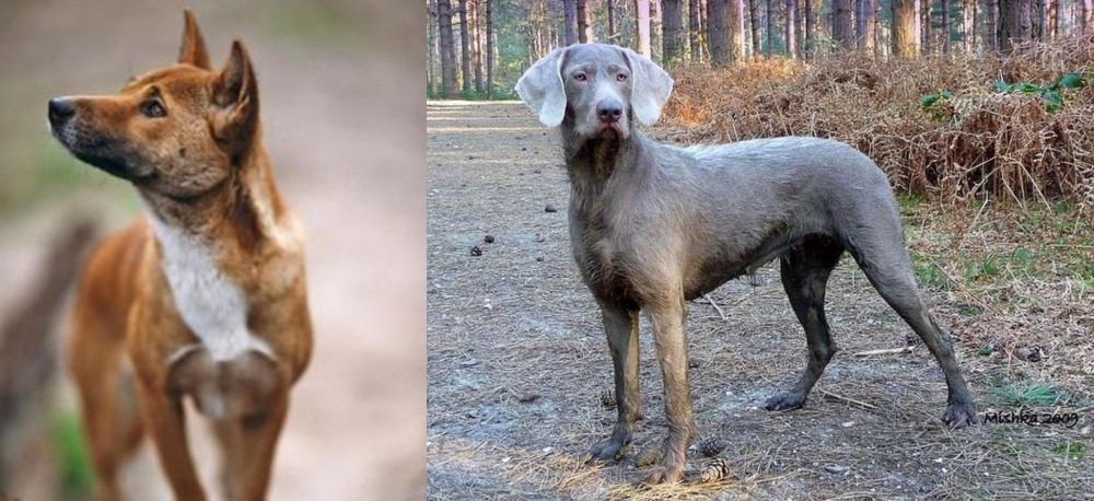 Slovensky Hrubosrsty Stavac vs New Guinea Singing Dog - Breed Comparison