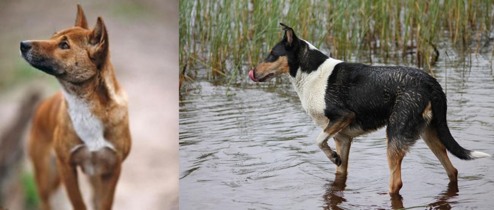 Smooth Collie vs New Guinea Singing Dog - Breed Comparison