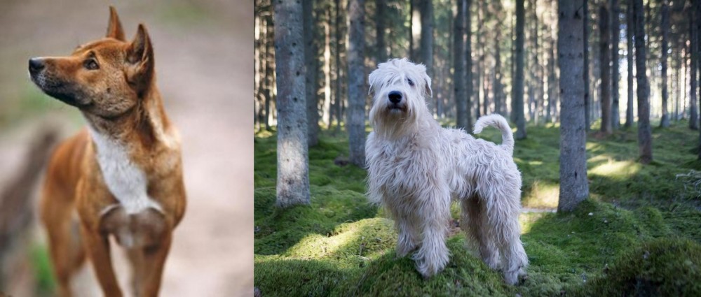 Soft-Coated Wheaten Terrier vs New Guinea Singing Dog - Breed Comparison