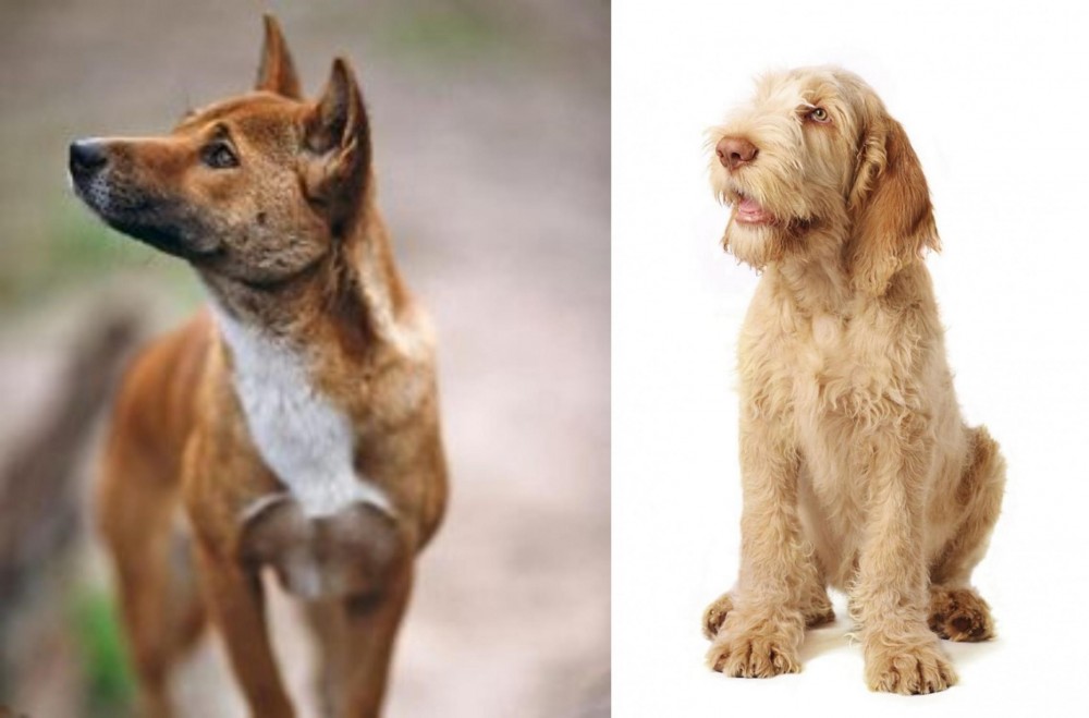 Spinone Italiano vs New Guinea Singing Dog - Breed Comparison
