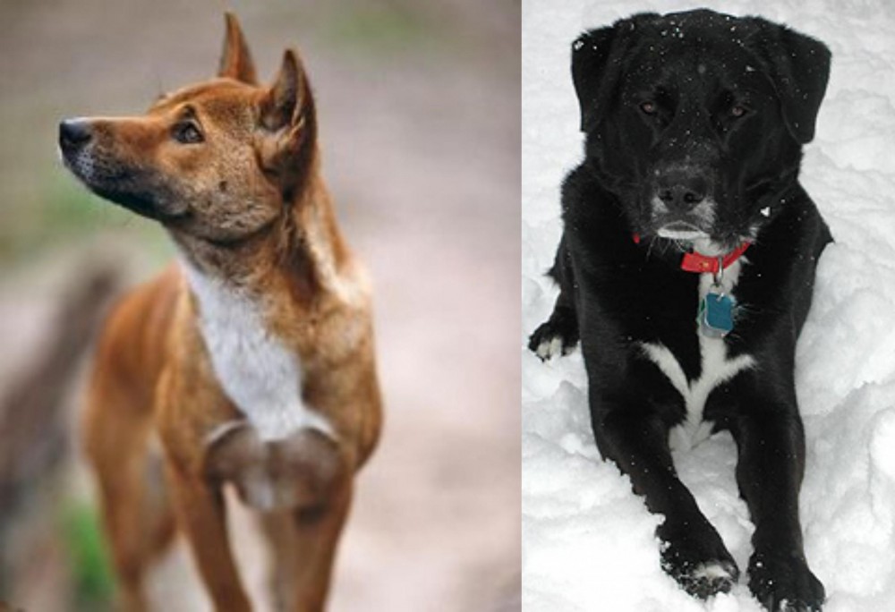 St. John's Water Dog vs New Guinea Singing Dog - Breed Comparison