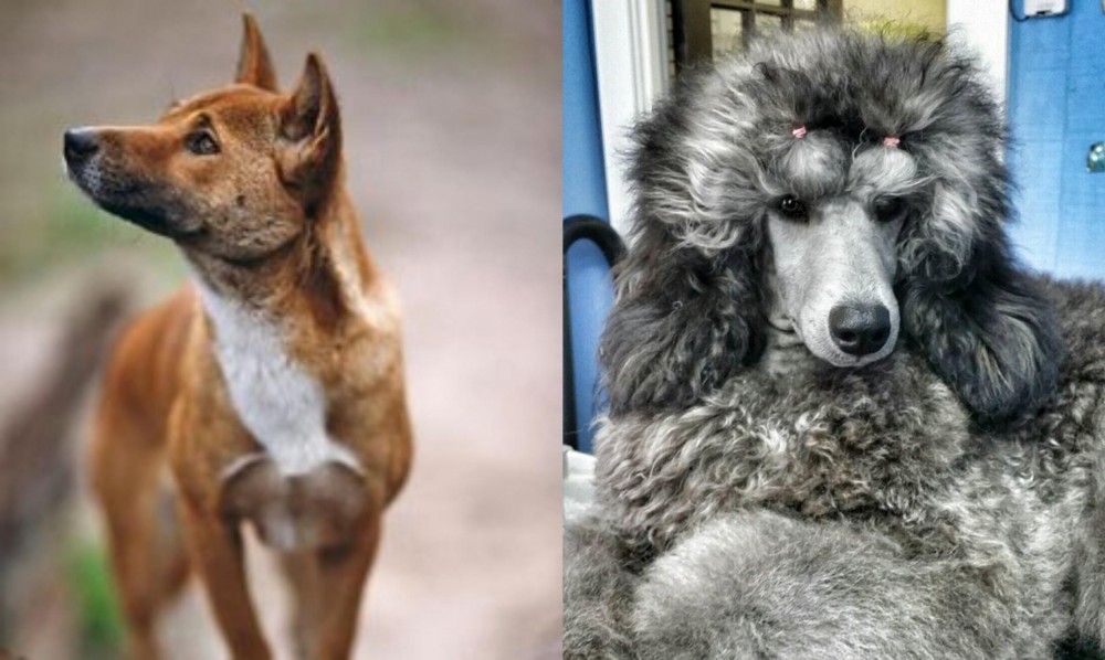 Standard Poodle vs New Guinea Singing Dog - Breed Comparison