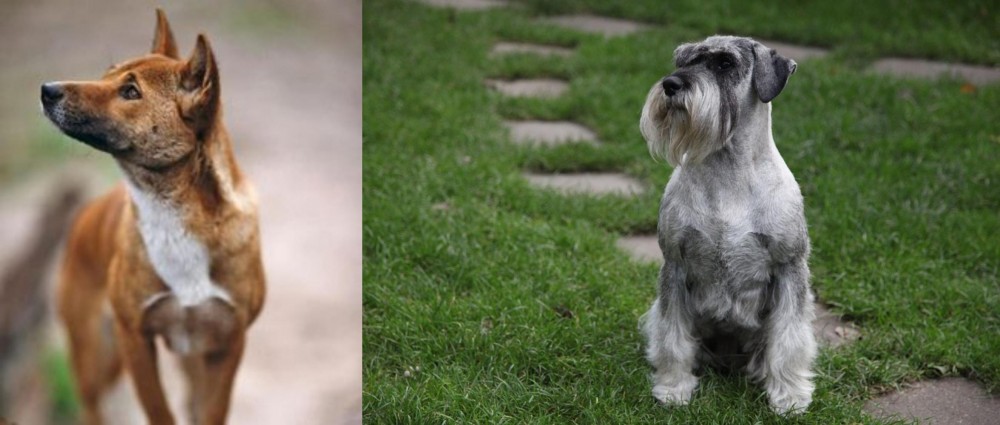 Standard Schnauzer vs New Guinea Singing Dog - Breed Comparison