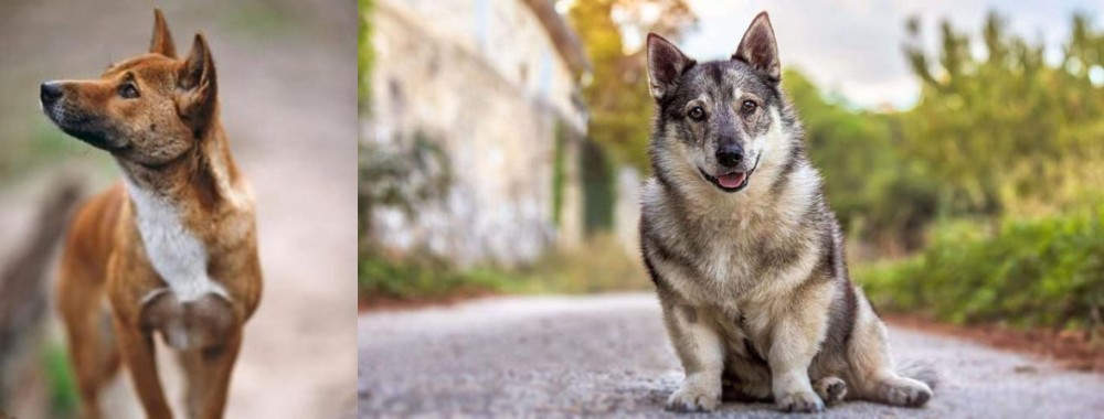 Swedish Vallhund vs New Guinea Singing Dog - Breed Comparison