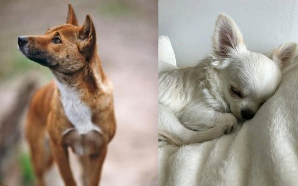 Tea Cup Chihuahua vs New Guinea Singing Dog - Breed Comparison