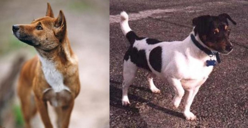 Teddy Roosevelt Terrier vs New Guinea Singing Dog - Breed Comparison