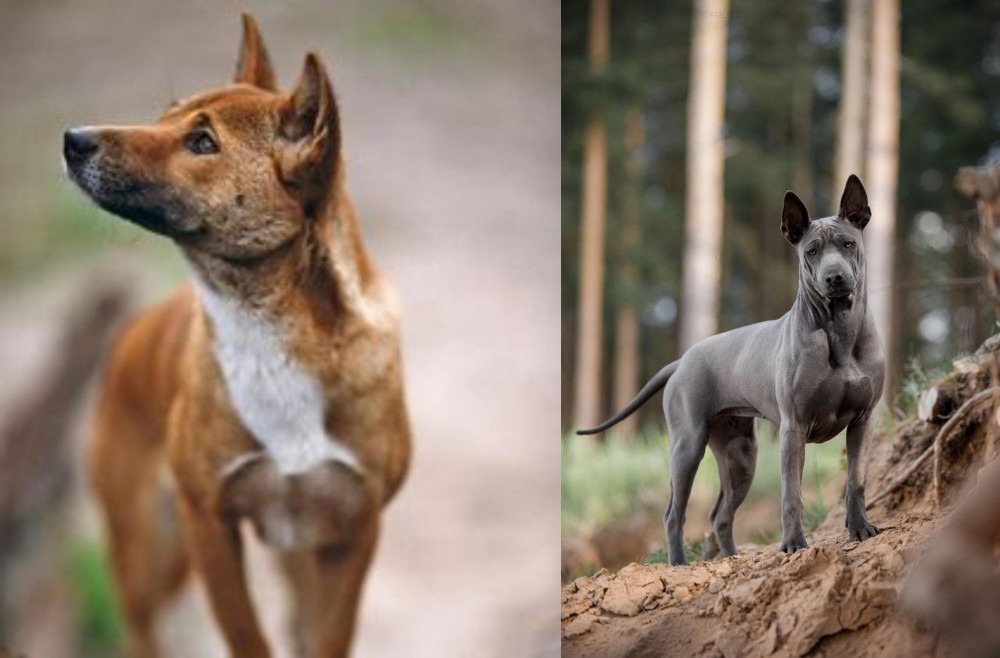 Thai Ridgeback vs New Guinea Singing Dog - Breed Comparison