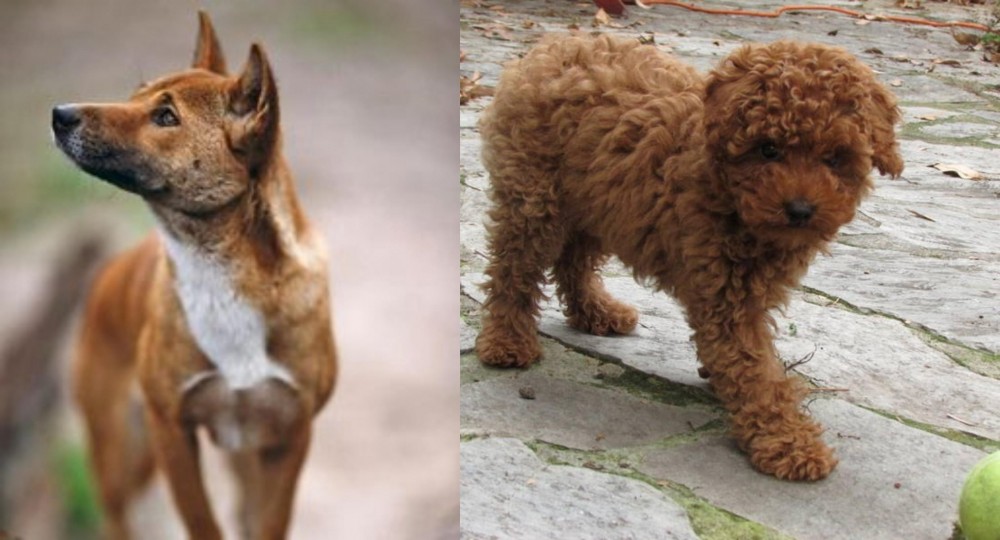 Toy Poodle vs New Guinea Singing Dog - Breed Comparison