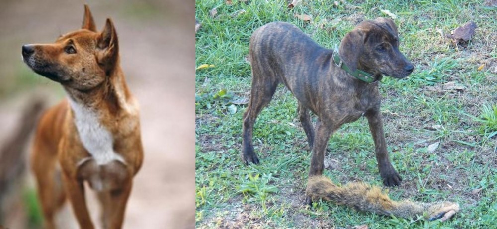 Treeing Cur vs New Guinea Singing Dog - Breed Comparison