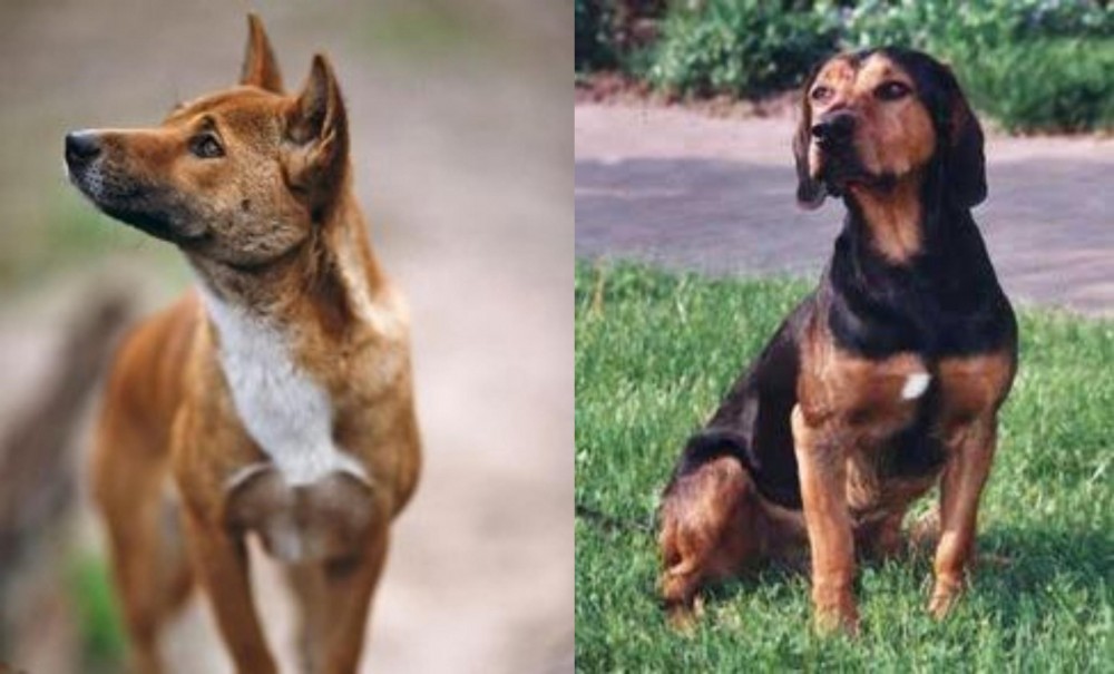 Tyrolean Hound vs New Guinea Singing Dog - Breed Comparison