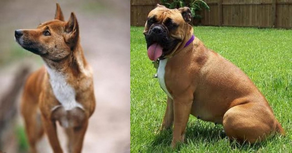 Valley Bulldog vs New Guinea Singing Dog - Breed Comparison
