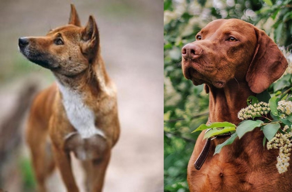 Vizsla vs New Guinea Singing Dog - Breed Comparison