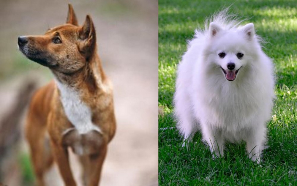 Volpino Italiano vs New Guinea Singing Dog - Breed Comparison