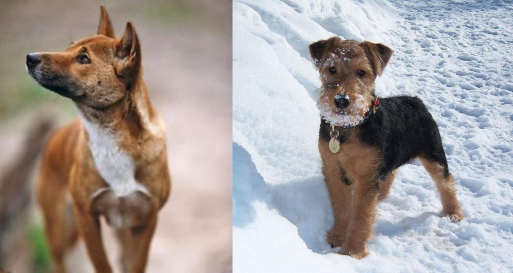 Welsh Terrier vs New Guinea Singing Dog - Breed Comparison