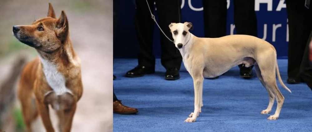 Whippet vs New Guinea Singing Dog - Breed Comparison