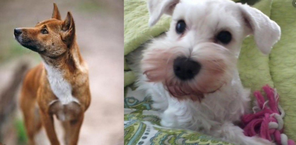 White Schnauzer vs New Guinea Singing Dog - Breed Comparison