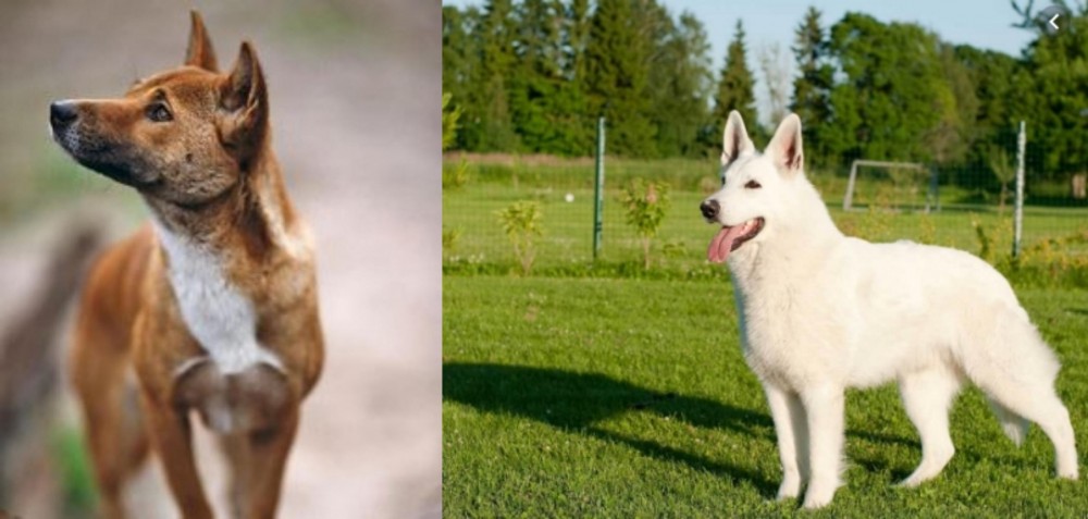 White Shepherd vs New Guinea Singing Dog - Breed Comparison