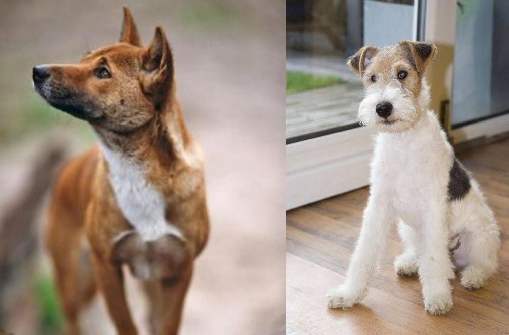 Wire Fox Terrier vs New Guinea Singing Dog - Breed Comparison