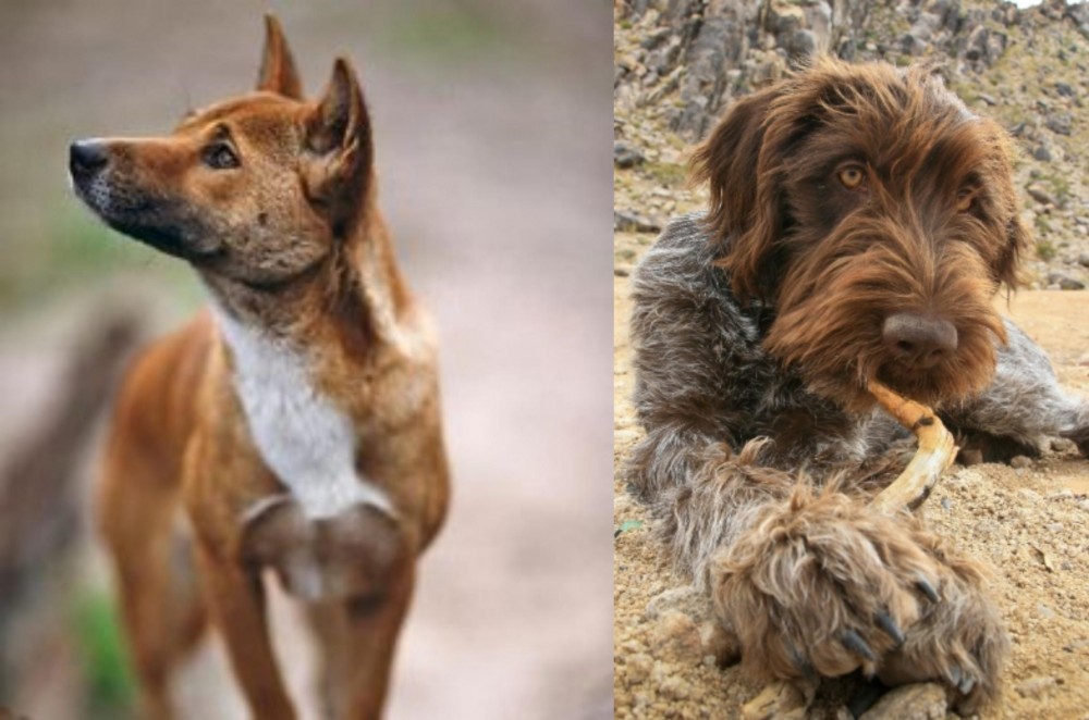 Wirehaired Pointing Griffon vs New Guinea Singing Dog - Breed Comparison