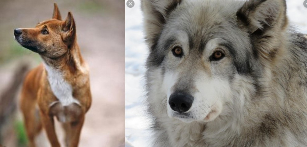 Wolfdog vs New Guinea Singing Dog - Breed Comparison