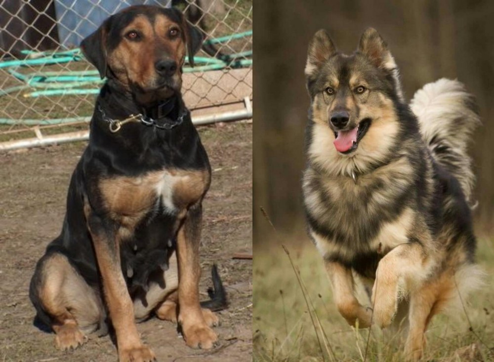 Native American Indian Dog vs New Zealand Huntaway - Breed Comparison