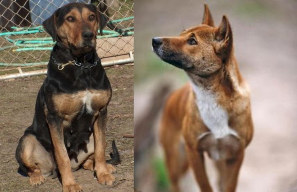New Guinea Singing Dog vs New Zealand Huntaway - Breed Comparison