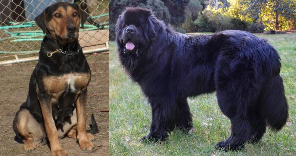 Newfoundland Dog vs New Zealand Huntaway - Breed Comparison