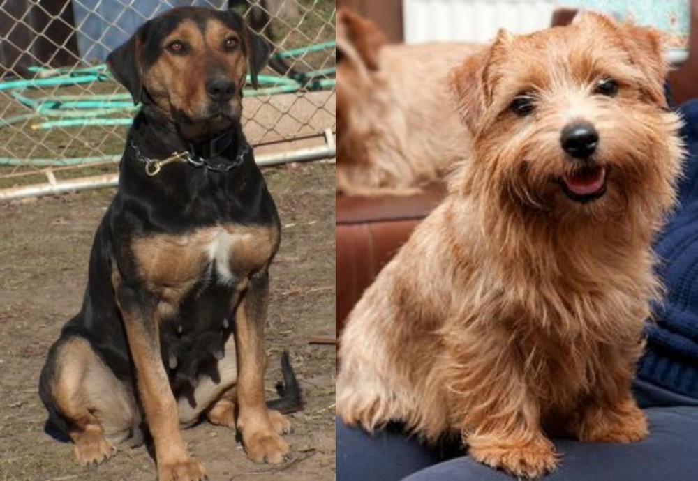 Norfolk Terrier vs New Zealand Huntaway - Breed Comparison