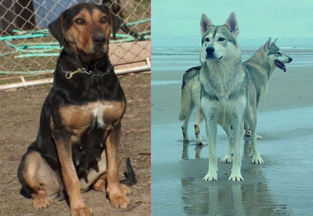 Northern Inuit Dog vs New Zealand Huntaway - Breed Comparison