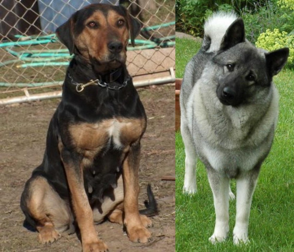 Norwegian Elkhound vs New Zealand Huntaway - Breed Comparison