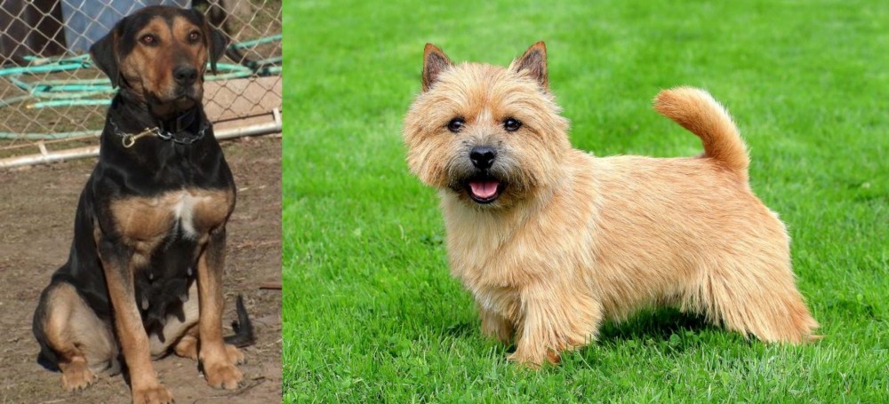 Norwich Terrier vs New Zealand Huntaway - Breed Comparison