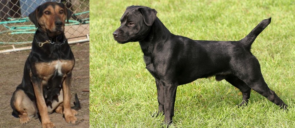 Patterdale Terrier vs New Zealand Huntaway - Breed Comparison