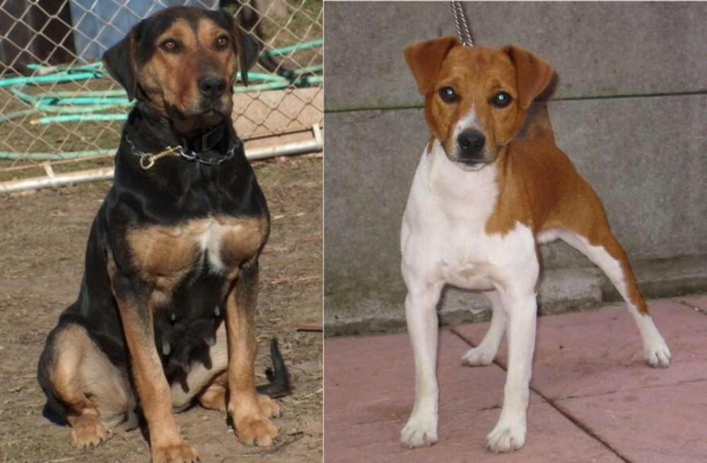 Plummer Terrier vs New Zealand Huntaway - Breed Comparison