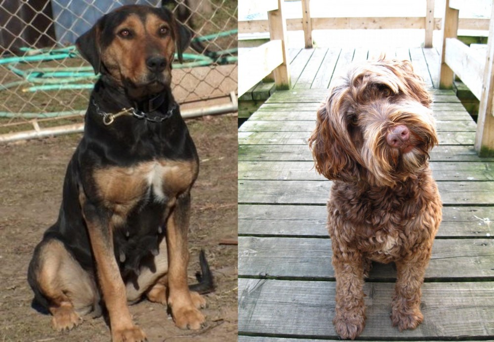 Portuguese Water Dog vs New Zealand Huntaway - Breed Comparison