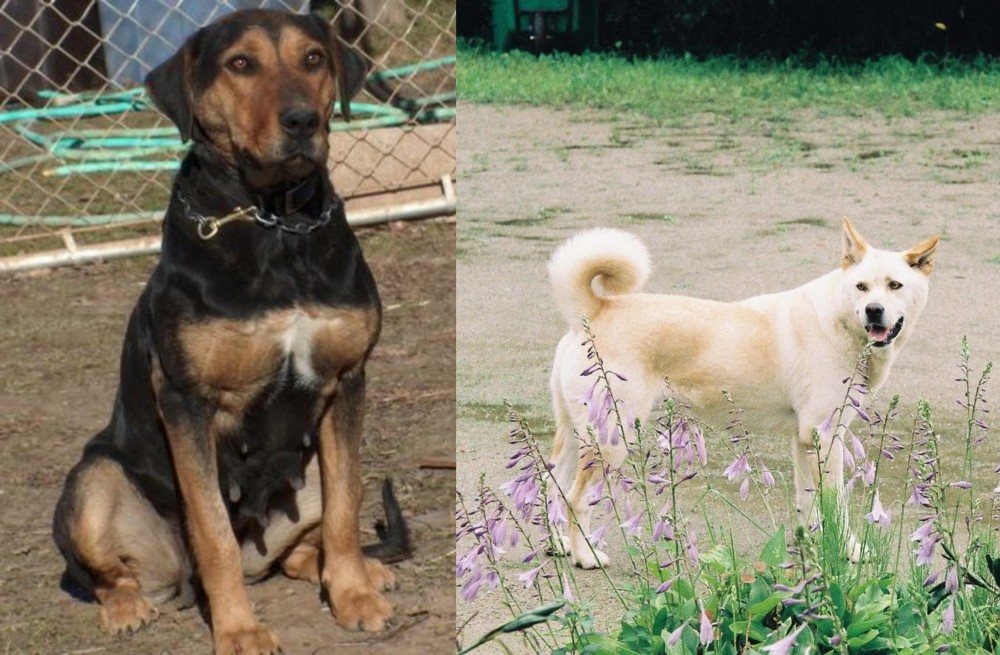 Pungsan Dog vs New Zealand Huntaway - Breed Comparison