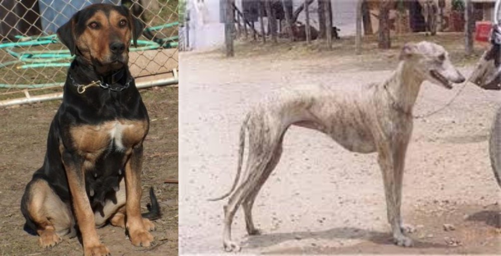 Rampur Greyhound vs New Zealand Huntaway - Breed Comparison