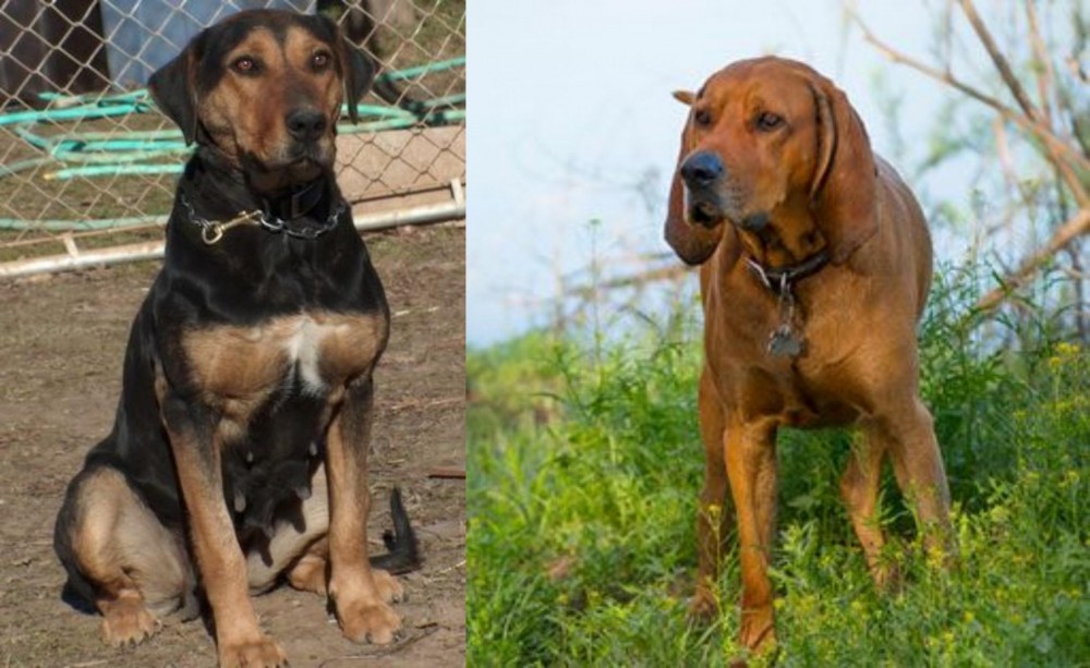 Redbone Coonhound vs New Zealand Huntaway - Breed Comparison
