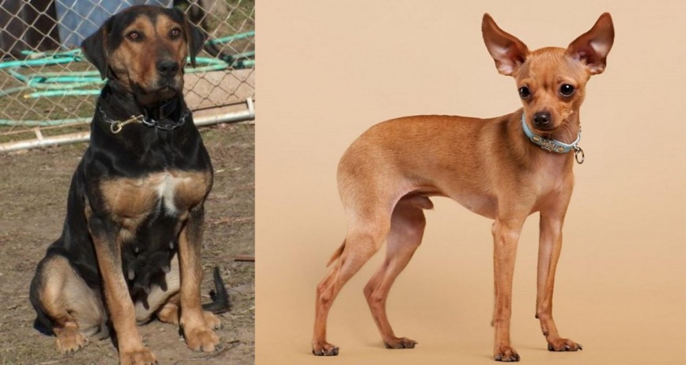 Russian Toy Terrier vs New Zealand Huntaway - Breed Comparison