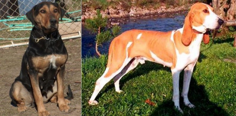 Schweizer Laufhund vs New Zealand Huntaway - Breed Comparison