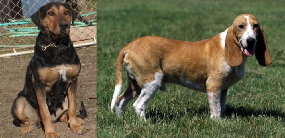 Schweizer Niederlaufhund vs New Zealand Huntaway - Breed Comparison