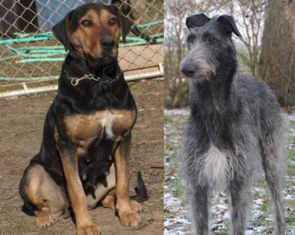 Scottish Deerhound vs New Zealand Huntaway - Breed Comparison