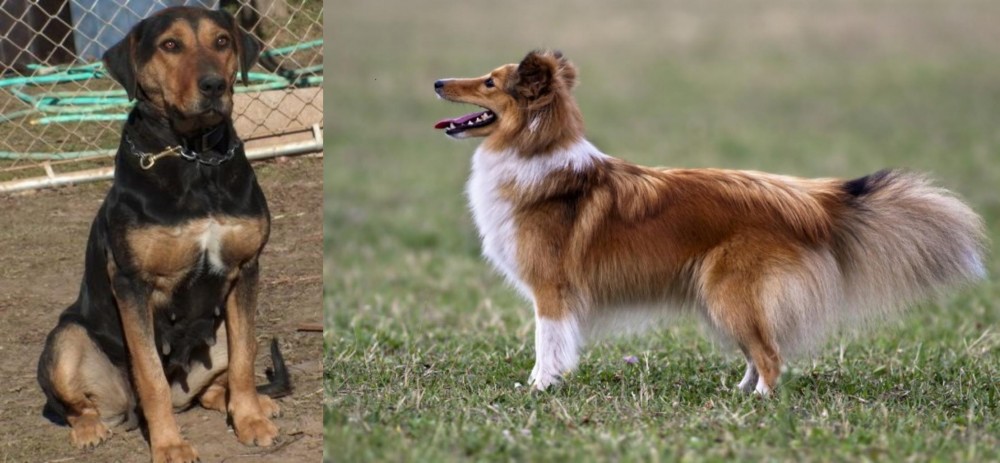 Shetland Sheepdog vs New Zealand Huntaway - Breed Comparison
