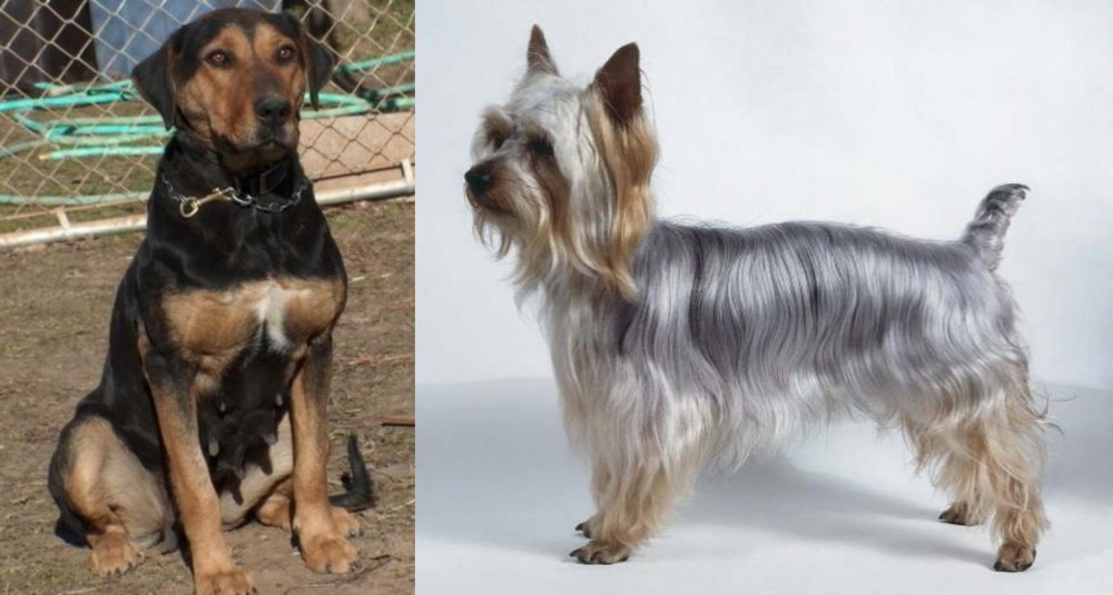 Silky Terrier vs New Zealand Huntaway - Breed Comparison