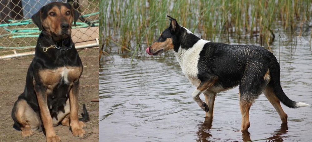 Smooth Collie vs New Zealand Huntaway - Breed Comparison