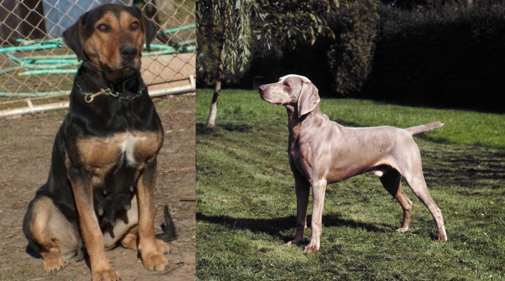 Smooth Haired Weimaraner vs New Zealand Huntaway - Breed Comparison