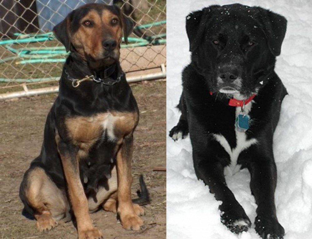 St. John's Water Dog vs New Zealand Huntaway - Breed Comparison